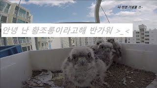 ep5. 슬기로운 황조롱이 생활 / 황조롱이 / 어쩌다 황조롱이 집사 / 1인칭시점 / 황조롱이 익사할뻔