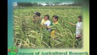 Department of Agriculture-Bureau of Agricultural Research (DA-BAR) Primer