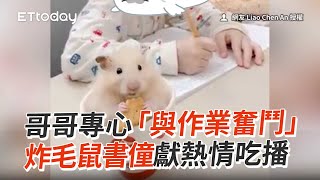 哥哥專心與作業奮鬥！　炸毛鼠書僮獻熱情吃播│寵物│鼠│Pet│