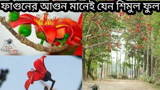 লালটুকটুকে শিমুল ফুল।উল্লাপাড়া,সিরাজগঞ্জ এর সৌন্দর্যময় শিমুল ফুল। দুষ্প্রাপ্য লাল-হলুদ শিমুল ফুল।