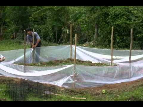 Top Guard Insect Control For Rice Nature and Farming: Pest Management: How to control rice field rats