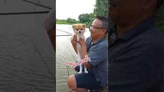 #dog #ปอมหน้าหมี #หมา #pomeranian #ปอมเมอเรเนียน #ทองหล่อ #สุนัขน่ารัก #สุนัขแสนรู้