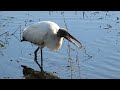 wood stork mycteria americana peaceful ridge trail