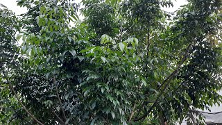 Cách bảo quản lá mắc mật dùng được lâu