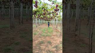 Exploring MSR# GRAPES FARM#CUMBUM#THENI#SURULLI#Trending             # Youtube shorts