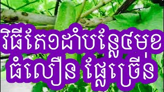 របៀបដាំបន្លែបួនមុខដោយវិធីសាស្ត្រតែមួយផ្លែលឿនល្អដូចគ្នា/ How to grow the crops to give fruits fast