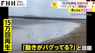 「めちゃくちゃ変な動き」15万回再生された話題の鳥　“バグっている”動きの理由は