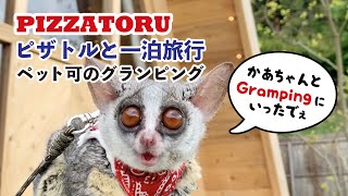 ペット可能なグランピングで猿と一泊旅行 Bushbaby the Pizzatoru / THE CANYON CAMP / ショウガラゴのピザトル