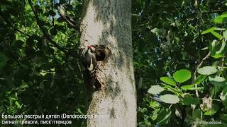 Большой пёстрый дятел - Dendrocopos major - Great spotted woodpecker.