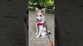 初めてのドッグランは尻尾巻いて追っかけられてました🥺#保護犬 #可愛い #雑種犬 #パピー