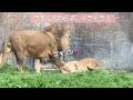 ライオンイオの好きすぎた行動に固まるオリト？トラのメイ遊びたいmax@旭山動物園vol.61 a male lion solidified by the action of a female lion