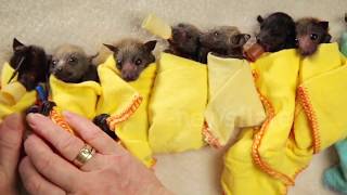 Introducing... Baby Bat Burritos - an Adorable Outfit for Bats