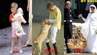 Prince Harry's Puppy Love |Transformation Through The Years | MY DOGS