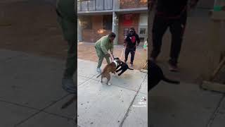 Blind Man’s Fake Dog is Attacked!