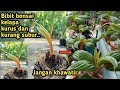 BIBIT BONSAI KELAPA DI  BAWAH UMUR 2 BULAN KURUS DAN KURANG SUBUR.JANGAN KHAWATIR