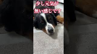 超大型犬KING７歳リンパ腫との戦い。おはようございます。 #超大型犬   #shorts