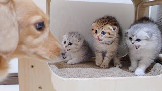 The kitten that tries his best to intimidate the dog he meets for the first time is so cute!