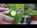 621.turn your garden plants into a topiary hindi simple and easy topiary.