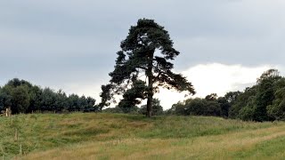 Dan Riskin on how trees are upping their climate change game