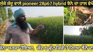 ਸੁੱਕੇ ਕੱਦੂ ਵਾਲੇ pioneer 28p67 hybrid ਝੋਨੇ ਦਾ ਹਾਲ ਵੇਖੋ । ਕਿੰਨਾ ਖਰਚਾ ਹੋਇਆ,  ਕੱਦ 6 ਫੁੱਟ ਕਿਵੇ ਹੋ ਗਿਆ