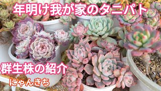 【多肉植物】年明けの我が家のタニパトと可愛くなった群生株の紹介😊