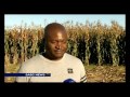 5 Zimbabwean academics are biggest producers of white maize in WC
