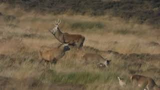 MOORLAND SOUNDSCAPE, RED DEER, CURLEWS AND SKYLARKS