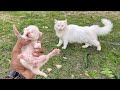 Mother cat came immediately when she heard her poor kitten is calling for help!