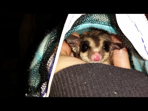 How To Put Sugar Gliders In A Bonding Pouch - Stress Free How To Put Sugar Gliders In A Bonding Pouch - Stress Free