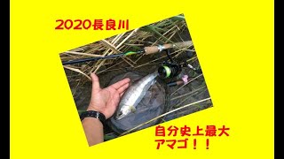 パパ釣りに行く2020～長良川ルアー～vol 5