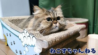 チンチラゴールデン「めい」　まったりです♪　ねこずちゃんねる191 #猫 #ねこ #ペルシャ