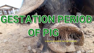 Pig gestation table | Breeding date and expected Farrowing date | Pig Farming | Pig Farmers | 🐷🐖