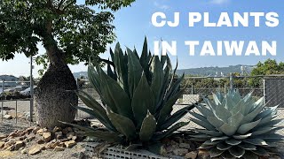 #063 [Agave/caudex] CJ PLANTS at Taiwan, the holy land of agave / A series of super quality agaves