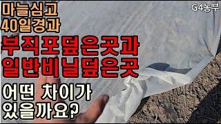 마늘심고 40일경과 마늘밭 부직포덮은것과 일반비닐덮은마늘밭 어떤차이가 있을까요