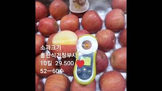 ‼️16브릭스 넘겨버리는 맛있는꼬마크기🔴🔴홍한식 거창사과