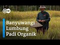 Bertani Organik Cara Petani Banyuwangi Putus Hubungan dengan Pestisida