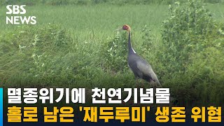 멸종위기에 천연기념물…홀로 남은 '재두루미' 생존 위협 / SBS