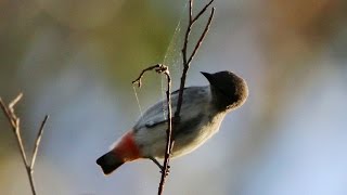 Mistletoebird - Chiltern Track biodiversity