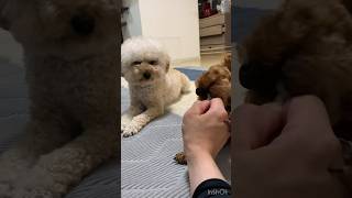 【ニコぽん助】ぽん助の歯磨きガムが欲しいニコ🤣 #トイプードル #toypoodle #多頭飼い