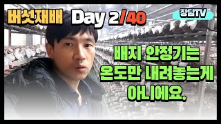 송화버섯재배-안정기 관리와 인력을 관리해야하는 이유