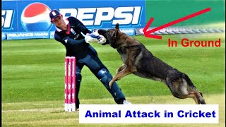 Top 5 animal attack in cricket history