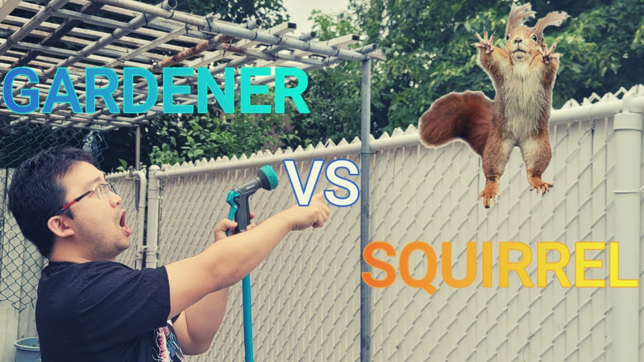 How To Get Rid Of The SQUIRRELS In Your Backyard With This EASY ...