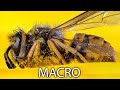 Macro Photography Tutorial - BEGINNER TO PRO