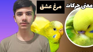 معنی حرکات مرغ عشق | رفتارشناسی مرغ عشق