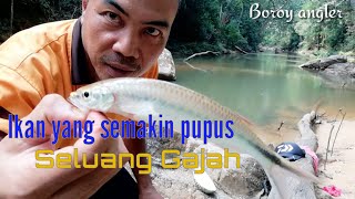 Ikan yang semakin pupus di telan zaman