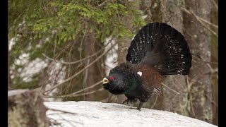 Cocosul de munte | Munții Apuseni | Parcul Natural Apuseni (4k)