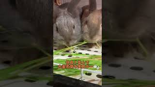 大麦若葉うまし！！【うさぎ飼育】#shorts