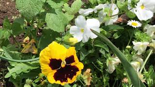 公園の花壇に植えられている、色鮮やかなパンジーの花や綺麗な花々！