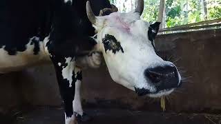 Dairy farm in assam | গো পালনৰ বিষয়ে কিছু কথা