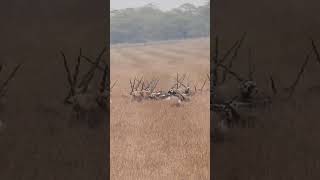 Blackbucks of Velavadar National Park | Gujarat 2023